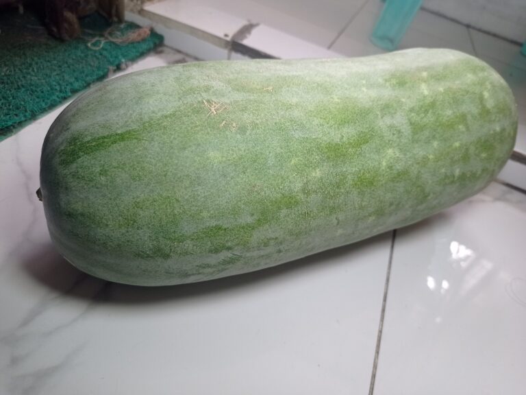 a winter melon