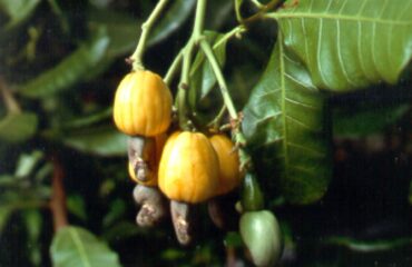 Bebidas fermentadas caseras: sabor, microbiología y seguridad Developing cashew fruit on the tree. The cashew nut, which develops at the end of the fruit, is popular with consumers. The fruit known as the cashew 'apple' is a false fruit which is edible and rich in vitamin C. It can be dried, canned as a preserve, or eaten fresh from the tree. It can also be squeezed for fresh juice, which can then be fermented into cashew wine – a very popular drink in West Africa.