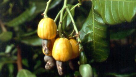 Developing cashew fruit on the tree. The cashew nut, which develops at the end of the fruit, is popular with consumers. The fruit known as the cashew 'apple' is a false fruit which is edible and rich in vitamin C. It can be dried, canned as a preserve, or eaten fresh from the tree. It can also be squeezed for fresh juice, which can then be fermented into cashew wine – a very popular drink in West Africa.