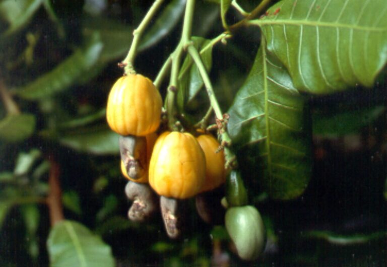 Developing cashew fruit on the tree. The cashew nut, which develops at the end of the fruit, is popular with consumers. The fruit known as the cashew 'apple' is a false fruit which is edible and rich in vitamin C. It can be dried, canned as a preserve, or eaten fresh from the tree. It can also be squeezed for fresh juice, which can then be fermented into cashew wine – a very popular drink in West Africa.