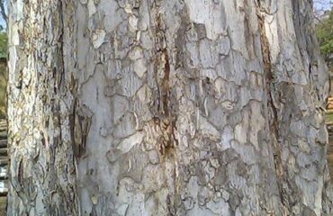 Bark of Emblica officinalis tree ocurring in Southern Tropical Moist/Dry Deciduous Forests in Maharashtra,India. The fruit is used in herbal medicines in India.It is rich in vitamin 'C'.