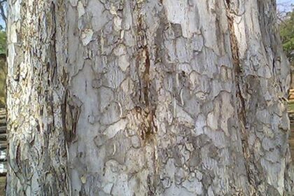 Amla o amalaki: tradición rasayana, nutrición y precauciones Bark of Emblica officinalis tree ocurring in Southern Tropical Moist/Dry Deciduous Forests in Maharashtra,India. The fruit is used in herbal medicines in India.It is rich in vitamin 'C'.