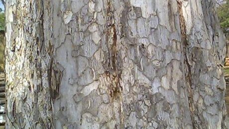 Bark of Emblica officinalis tree ocurring in Southern Tropical Moist/Dry Deciduous Forests in Maharashtra,India. The fruit is used in herbal medicines in India.It is rich in vitamin 'C'.