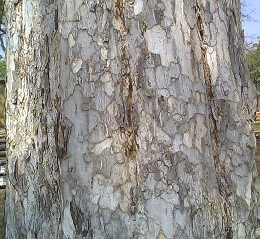 Bark of Emblica officinalis tree ocurring in Southern Tropical Moist/Dry Deciduous Forests in Maharashtra,India. The fruit is used in herbal medicines in India.It is rich in vitamin 'C'.