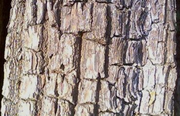 Bark of Terminalia arjuna tree ocurring in Southern Tropical Moist Deciduous Forests in Maharashtra, India.The plant has medicinal use.