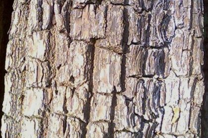 Bark of Terminalia arjuna tree ocurring in Southern Tropical Moist Deciduous Forests in Maharashtra, India.The plant has medicinal use.