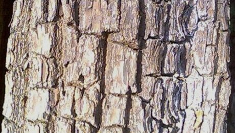 Bark of Terminalia arjuna tree ocurring in Southern Tropical Moist Deciduous Forests in Maharashtra, India.The plant has medicinal use.