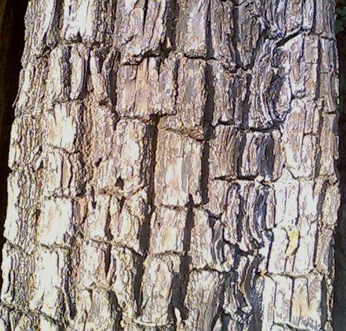 Bark of Terminalia arjuna tree ocurring in Southern Tropical Moist Deciduous Forests in Maharashtra, India.The plant has medicinal use.
