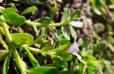 Coastal water-hyssop, Fort Worth Nature Center, Tarrant County, September 2003