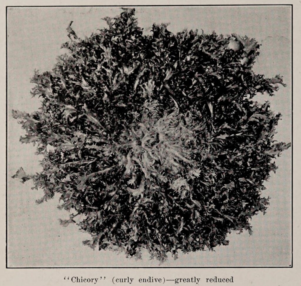 "Chicory" (curly endive), photo from The Encyclopedia of Food by Artemas Ward; greatly reduced