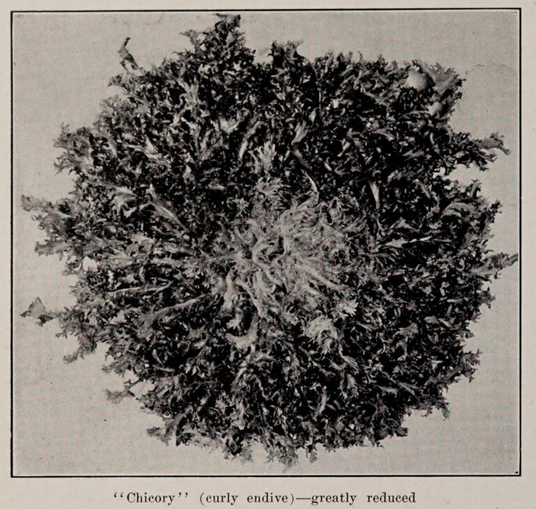 "Chicory" (curly endive), photo from The Encyclopedia of Food by Artemas Ward; greatly reduced
