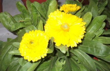 Caléndula (Calendula officinalis) Pot marigold-flowers yellow.