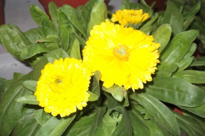 Pot marigold-flowers yellow.