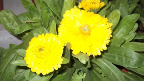 Pot marigold-flowers yellow.