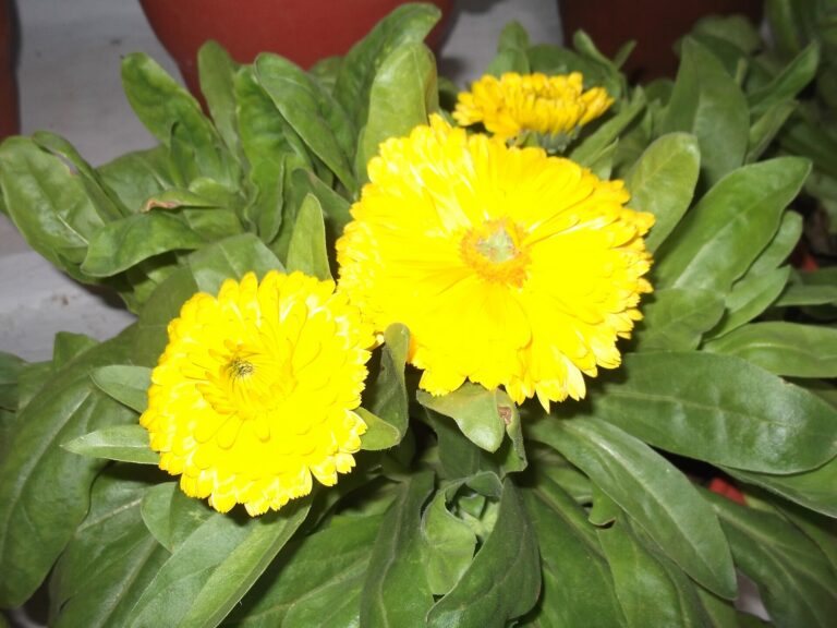 Pot marigold-flowers yellow.