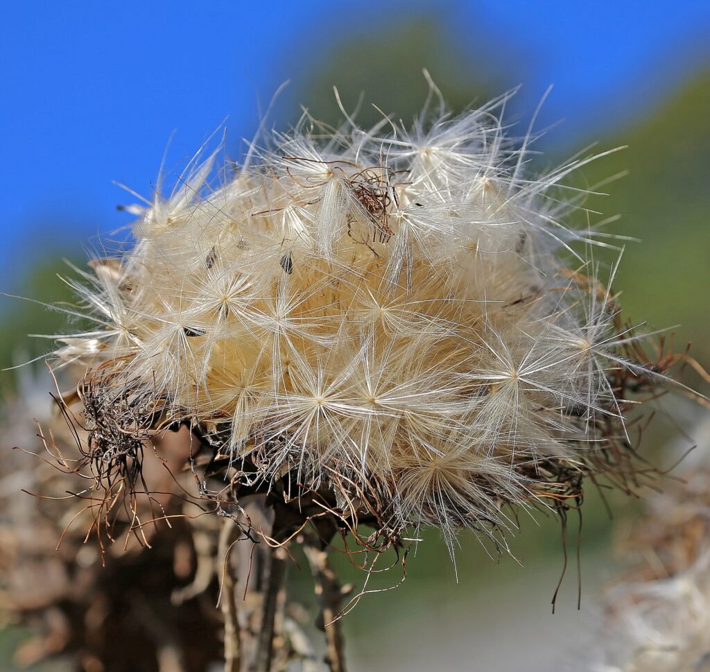 Samen der Pflanze Mariendistel (Silybum marianum), auch Frauendistel, Christi Krone und Fieberdistel genannt, gehört zur Familie der Korbblütler.