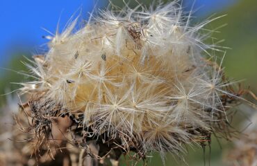 Cardo mariano (Silybum marianum) Samen der Pflanze Mariendistel (Silybum marianum), auch Frauendistel, Christi Krone und Fieberdistel genannt, gehört zur Familie der Korbblütler.