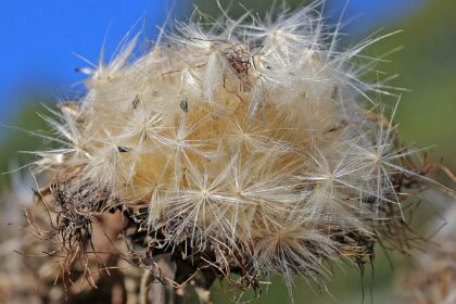 Cardo mariano (Silybum marianum) Samen der Pflanze Mariendistel (Silybum marianum), auch Frauendistel, Christi Krone und Fieberdistel genannt, gehört zur Familie der Korbblütler.