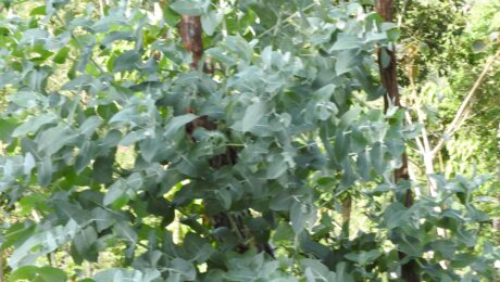Myrtaceae-bushy blue gum,tree,leaves ovate blue,age sickle shaped.