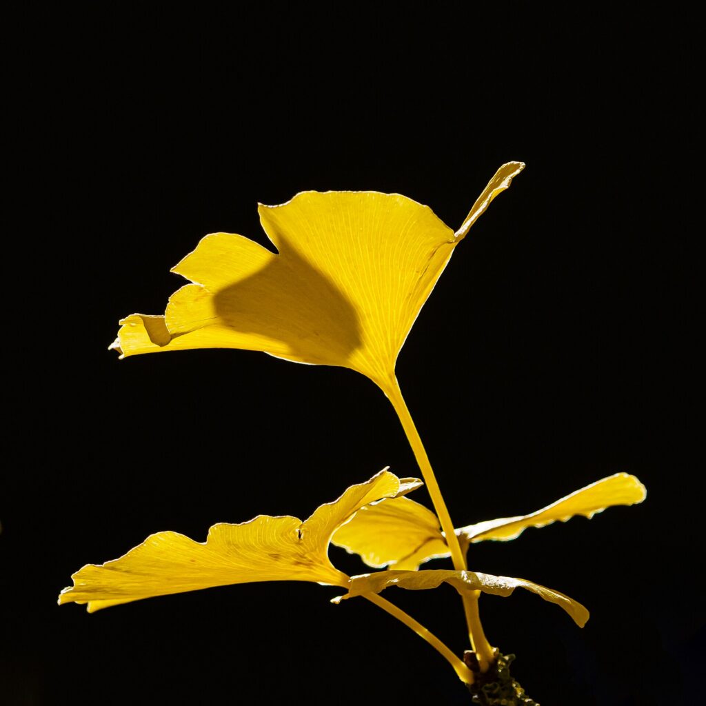 A natural arrangement of bright yellow Ginkgo biloba leaves, all attached to the end of a twig. The impressively vivid yellow colouring against an almost pitch-black background is caused by translucent illumination of autumn sunlight.