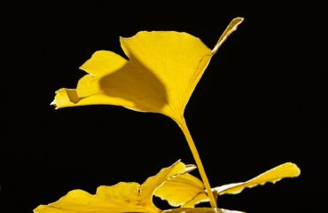 A natural arrangement of bright yellow Ginkgo biloba leaves, all attached to the end of a twig. The impressively vivid yellow colouring against an almost pitch-black background is caused by translucent illumination of autumn sunlight.