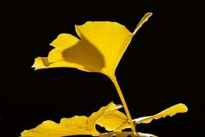 A natural arrangement of bright yellow Ginkgo biloba leaves, all attached to the end of a twig. The impressively vivid yellow colouring against an almost pitch-black background is caused by translucent illumination of autumn sunlight.