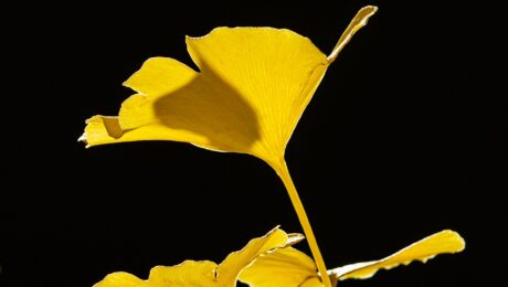 A natural arrangement of bright yellow Ginkgo biloba leaves, all attached to the end of a twig. The impressively vivid yellow colouring against an almost pitch-black background is caused by translucent illumination of autumn sunlight.