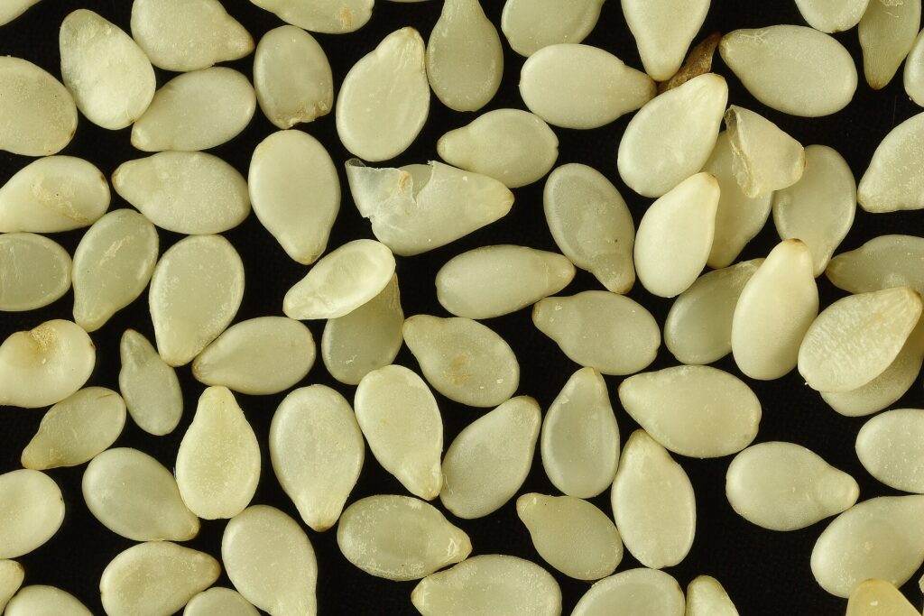 Magnified image of white sesame seeds