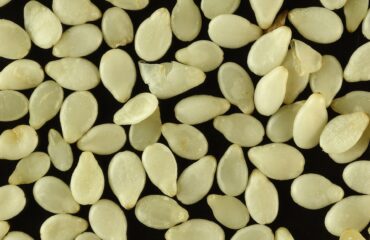 Magnified image of white sesame seeds