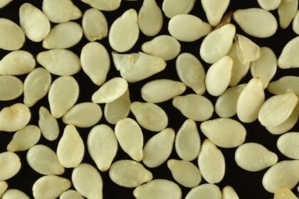 Magnified image of white sesame seeds