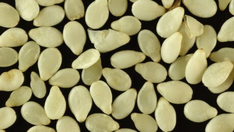 Magnified image of white sesame seeds