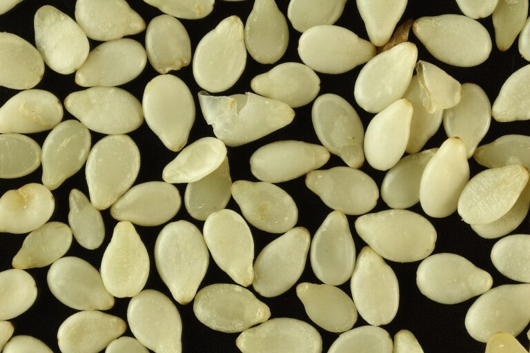 Magnified image of white sesame seeds