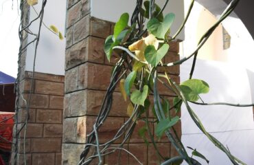Guduchi (Tinospora cordifolia) Vine,heart shaped leaves,flowers yellow,fruits red.