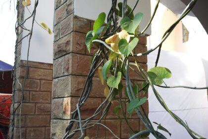 Guduchi (Tinospora cordifolia) Vine,heart shaped leaves,flowers yellow,fruits red.