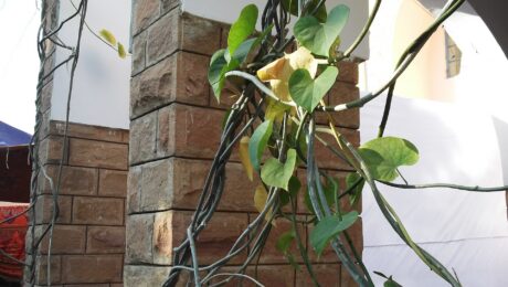 Vine,heart shaped leaves,flowers yellow,fruits red.