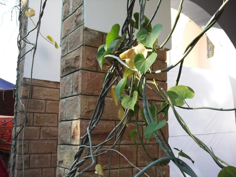 Vine,heart shaped leaves,flowers yellow,fruits red.