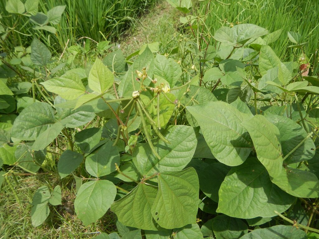 Vigna radiata mung bean, moong bean, green gram, a plant species in the legume family in Barangay Villa Nati, is beside Maragol, Sapang Cawayan, Bantug, Welcome Arch, Muñoz, Nueva Ecija (along the Muñoz-Lupao Road, Highway, accessed from the Pan-Philippine Highway, also known as the Maharlika "Nobility/freeman" Asian AH26 Highway in Cagayan Valley Road; or Maharlika Highway (Cagayan Valley Road, Talavera-Santo Domingo-Quezon-Science City of Muñoz, Nueva Ecija section)).