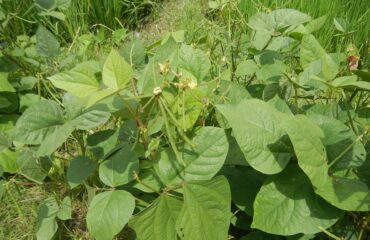 Hamburguesas tridosha de poroto mung Vigna radiata mung bean, moong bean, green gram, a plant species in the legume family in Barangay Villa Nati, is beside Maragol, Sapang Cawayan, Bantug, Welcome Arch, Muñoz, Nueva Ecija (along the Muñoz-Lupao Road, Highway, accessed from the Pan-Philippine Highway, also known as the Maharlika