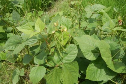 Vigna radiata mung bean, moong bean, green gram, a plant species in the legume family in Barangay Villa Nati, is beside Maragol, Sapang Cawayan, Bantug, Welcome Arch, Muñoz, Nueva Ecija (along the Muñoz-Lupao Road, Highway, accessed from the Pan-Philippine Highway, also known as the Maharlika 