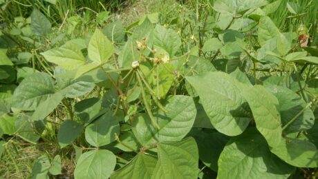Vigna radiata mung bean, moong bean, green gram, a plant species in the legume family in Barangay Villa Nati, is beside Maragol, Sapang Cawayan, Bantug, Welcome Arch, Muñoz, Nueva Ecija (along the Muñoz-Lupao Road, Highway, accessed from the Pan-Philippine Highway, also known as the Maharlika 