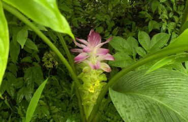 The plant in the image is likely a species of the Curcuma genus, commonly known as turmeric or wild turmeric, which belongs to the ginger family (Zingiberaceae).