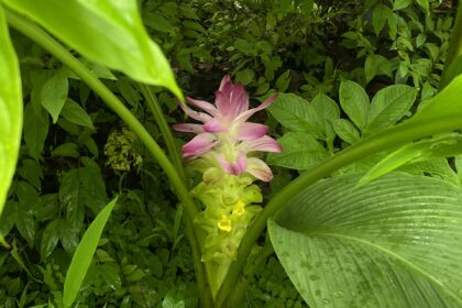 The plant in the image is likely a species of the Curcuma genus, commonly known as turmeric or wild turmeric, which belongs to the ginger family (Zingiberaceae).