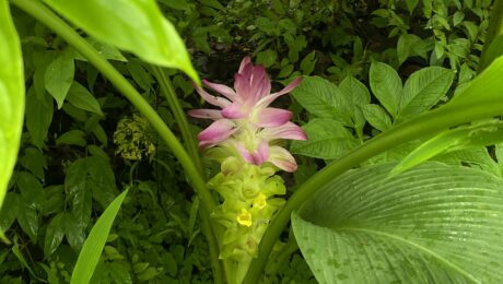 The plant in the image is likely a species of the Curcuma genus, commonly known as turmeric or wild turmeric, which belongs to the ginger family (Zingiberaceae).
