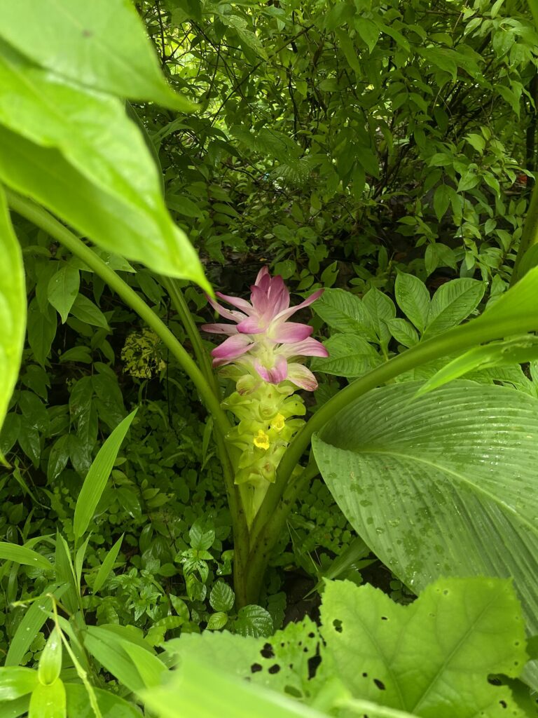 The plant in the image is likely a species of the Curcuma genus, commonly known as turmeric or wild turmeric, which belongs to the ginger family (Zingiberaceae).