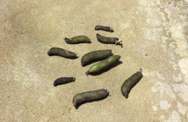 Fabaceae-poonaikaali,cat legged,pod grey hairs.