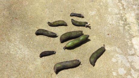 Fabaceae-poonaikaali,cat legged,pod grey hairs.