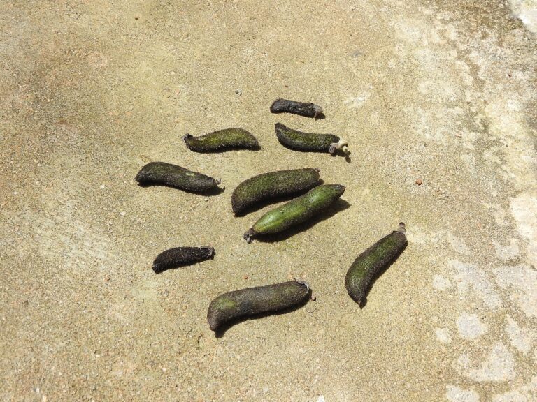 Fabaceae-poonaikaali,cat legged,pod grey hairs.