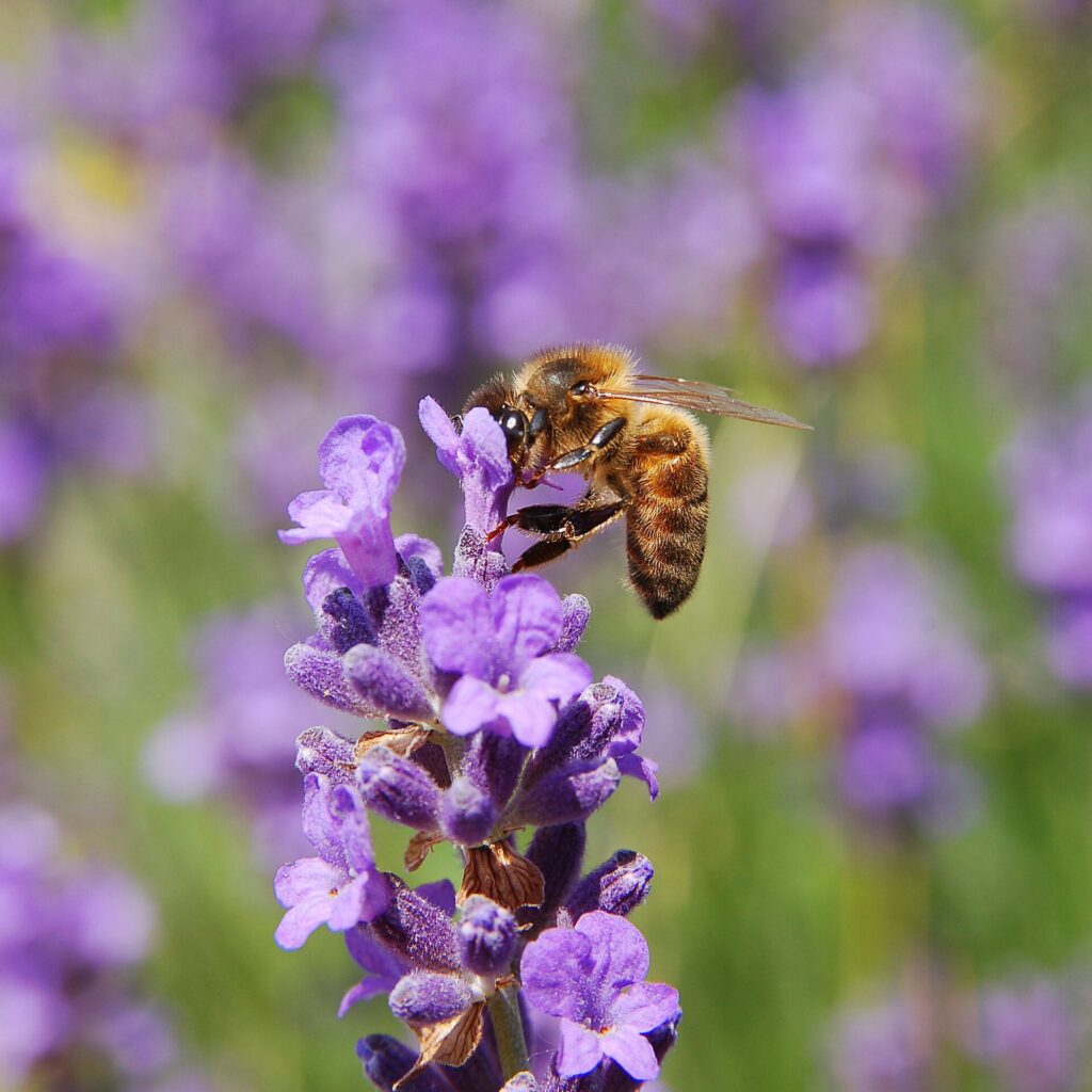 Apis mellifera & Lavandula angustifolia in Belgium (Hamois).