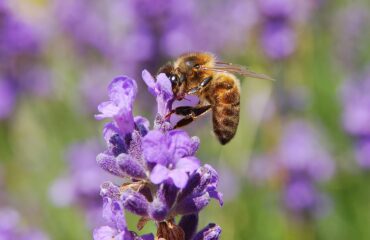 Lavanda (Lavandula angustifolia) Apis mellifera & Lavandula angustifolia in Belgium (Hamois).