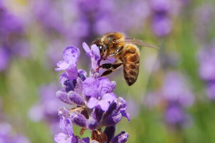Apis mellifera & Lavandula angustifolia in Belgium (Hamois).